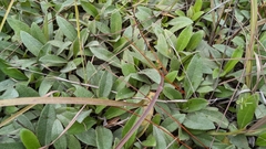 Helianthus heterophyllus