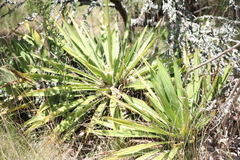 Yucca filamentosa