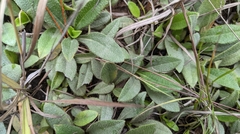 Helianthus heterophyllus
