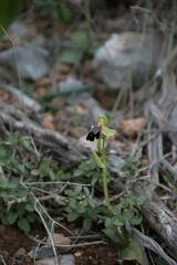 Ophrys
