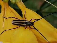 Sphaenothecus bilineatus