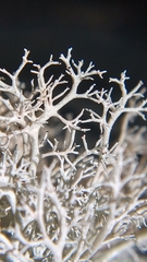 Sphaerophorus tuckermanii