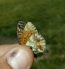 Boloria napaea