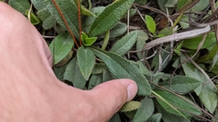 Helianthus heterophyllus
