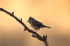 Lophophanes cristatus