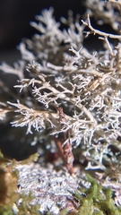 Sphaerophorus tuckermanii