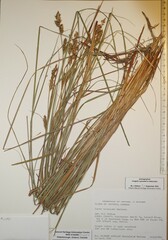 Carex buxbaumii