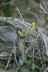 Ophrys