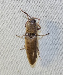 Orthostethus infuscatus