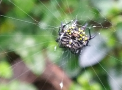 Gasteracantha