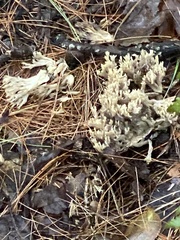 Clavulina cinerea