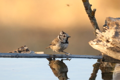 Lophophanes cristatus