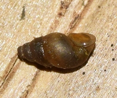 Potamopyrgus antipodarum