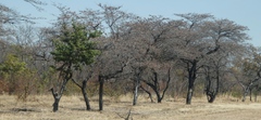 Combretum