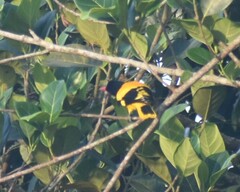 Oriolus xanthornus