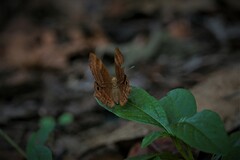 Abisara bifasciata