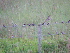 Tachycineta leucorrhoa