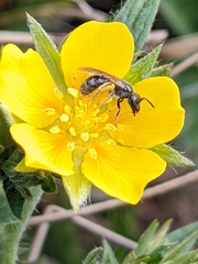Lasioglossum