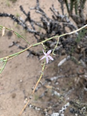 Stephanomeria pauciflora