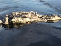 Zalophus californianus