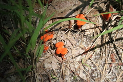 Cantharellus