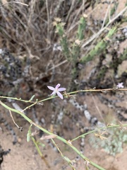 Stephanomeria pauciflora