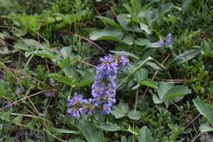 Penstemon procerus