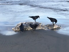 Zalophus californianus