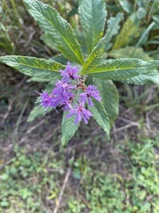 Vernonia gigantea