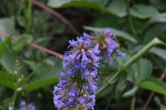 Penstemon procerus