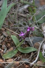Orchis quadripunctata