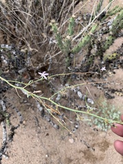 Stephanomeria pauciflora