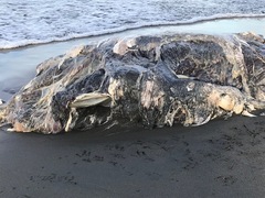 Zalophus californianus