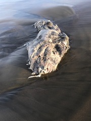 Zalophus californianus