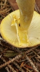 Amanita augusta