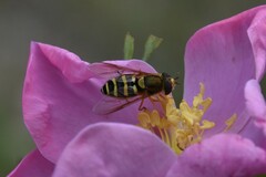 Syrphus opinator