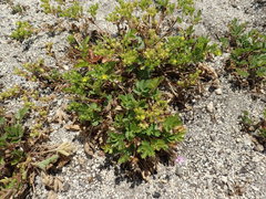 Potentilla rivalis