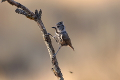 Lophophanes cristatus