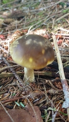 Amanita augusta