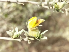 Aspalathus ternata