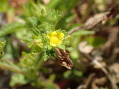Potentilla rivalis