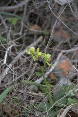 Ophrys