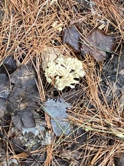 Clavulina cinerea