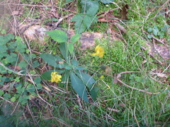 Hieracium murorum