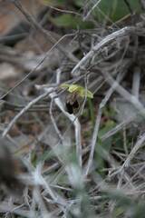 Ophrys