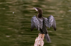 Microcarbo pygmaeus