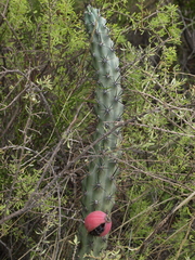Cereus aethiops
