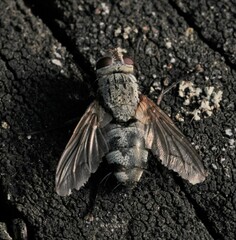 Microphthalma europaea