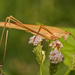 Phaneroptera - Photo (c) djhiker, some rights reserved (CC BY-NC), uploaded by djhiker
