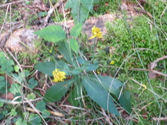 Hieracium murorum